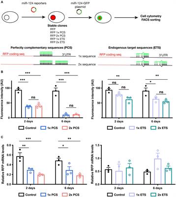 Optimized miR-124 reporters uncover differences in miR-124 expression among neuronal populations in vitro